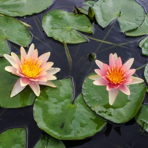 Puede incluir: Dos nen&uacute;fares rosados con centros amarillos florecen en un estanque con nen&uacute;fares verdes.