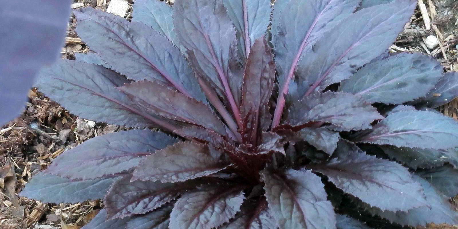 Lobelia Cardinalis 'black Truffle' Live Aquatic Etsy