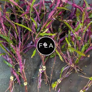 BUY 2 GET 1 FREE Dragon's Tongue (Flame) -Easy Live Aquarium Pond Aquatic Plant