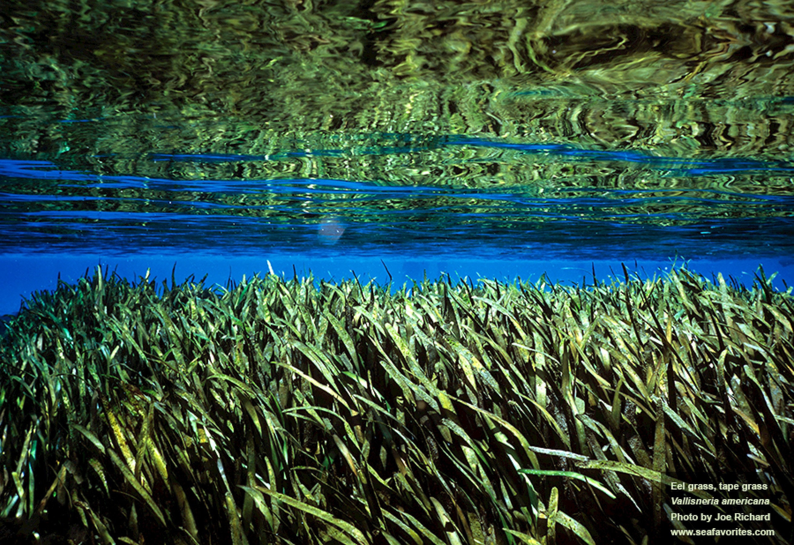 BUY 2 GET 1 FREE Jungle Val (Vallisneria Americana) — Florida Aquascaping