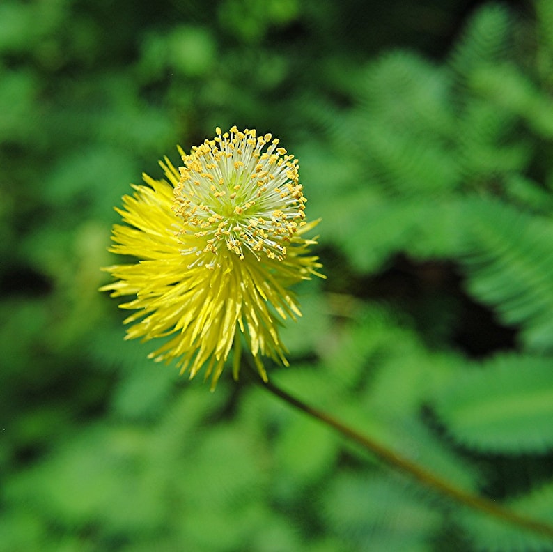 May include: A yellow flower with a round, fluffy center blooms against a green background.