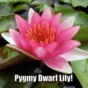 Pygmaea 'Phoebus' Water Lily (Full Grown Plant) - Live Aquatic Pond Plant