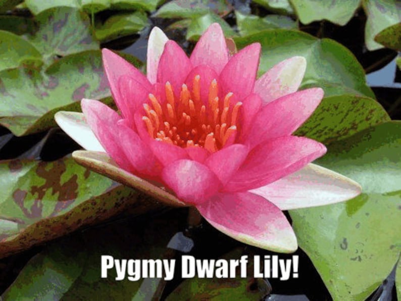 Pygmaea 'Phoebus' Water Lily (Full Grown Plant) is a stunning miniature water lily known for its vibrant, colorful blooms and compact size. Ideal for small ponds and containers, it adds a touch of elegance and beauty to any aquatic setting.