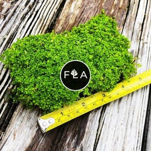 BUY 2 GET 1 FREE Plants on Mats! Dwarf Baby Tears (Hemianthus Callitrichoides) on Weighted Mat-Easy Live Aquarium Pond Aquatic Plant