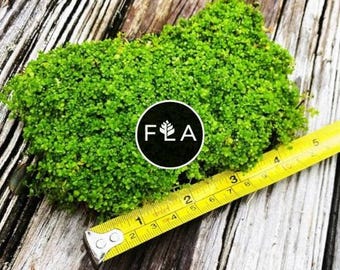 BUY 2 GET 1 FREE Plants on Mats! Dwarf Baby Tears (Hemianthus Callitrichoides) on Weighted Mat-Easy Live Aquarium Pond Aquatic Plant