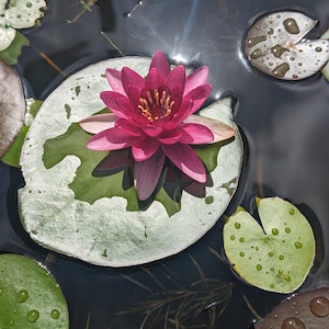 May include: A vibrant pink water lily blossom with yellow center floats on a large green lily pad in a pond. The water is dark and there are other lily pads in the background.