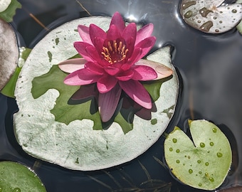 BUY 2 GET 1 FREE Nymphaea "Hardy Red" Water Lily (Full Grown!)-Easy Live Aquarium Pond Aquatic Plant