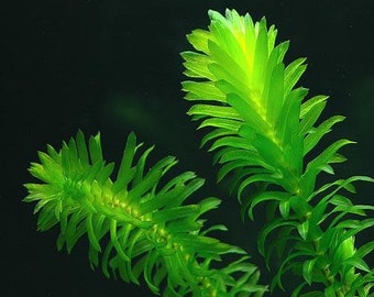 BUY 2 GET 1 FREE Anacharis Elodea-Easy Live Aquarium Pond Aquatic Plant