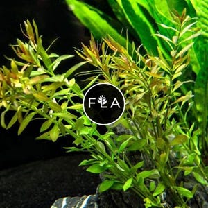 BUY 2 GET 1 FREE Ludwigia Arcuata 'Needle Leaf'-Easy Live Aquarium Pond Aquatic Plant