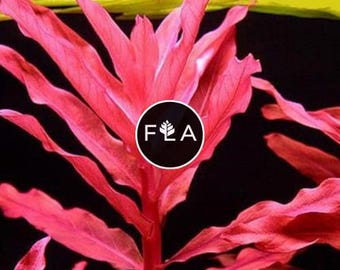 BUY 2 GET 1 FREE Ammania Gracilis-Easy Live Aquarium Pond Aquatic Plant