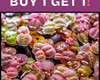 BUY 1 GET 1 FREE (30+) Red Root Floater (Phyllanthus Fluitans) Large Portion-Easy Live Aquarium Pond Aquatic Plant