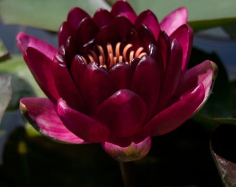 Nymphaea "Hardy Red" Water Lily (Full Grown!)-Easy Live Aquarium Pond Aquatic Plant