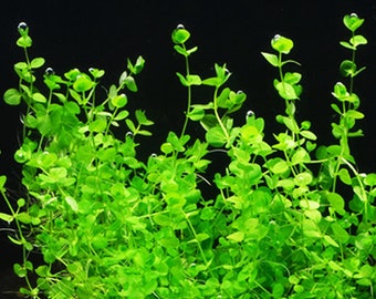 BUY 2 GET 1 FREE Giant Baby Tears (Micranthemum Umbrosum)-Easy Live Aquarium Pond Aquatic Plant