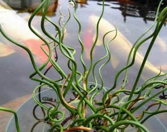 BUY 2 GET 1 FREE Corkscrew Rush! (Juncus Effusus Spiralis)-Live Aquatic Marginal Starter Plant for Water Gardens, Ponds and Aquascapes