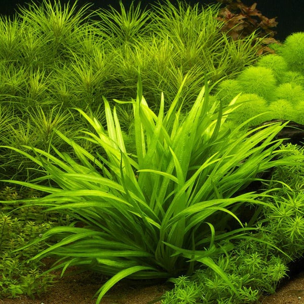 BUY 2 GET 1 FREE Broadleaf Chain Sword (Echinodorus Quadricostatus)-Easy Live Aquarium Pond Aquatic Plant