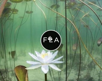 BUY 2 GET 1 FREE Nymphaea "Alba" Water Lily (Full Grown or Bulb!) - Live Aquatic Pond Plant