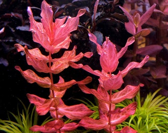 BUY 2 GET 1 FREE Rotala Macrandra (emersed grown, see pic 2)-Advanced Live Aquarium Pond Aquatic Plant (CO2 required)