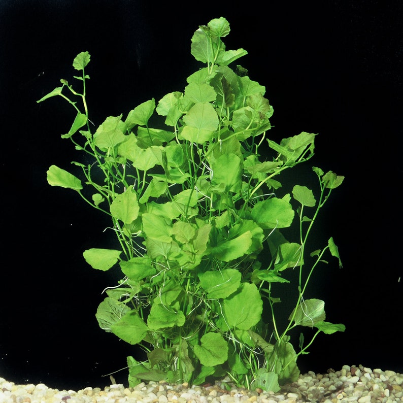 BUY 2 GET 1 FREE Cardamine Lyrata-Easy Live Aquarium Pond Aquatic Plant image 4