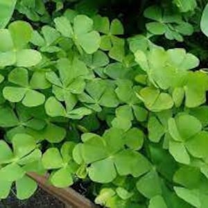 BUY 2 GET 1 FREE Dwarf 4-Leaf Water Clover Marsilea CrenataEasy Live Aquarium Pond Aquatic Plant image 6