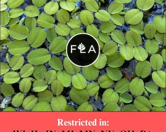 BUY 1 GET 1 FREE (Large 60+!)Floating Water Spangles (Salvinia)-Easy Live Aquarium Pond Aquatic Plant