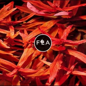 BUY 2 GET 1 FREE Ammania Senegalensis-Easy Live Aquarium Pond Aquatic Plant