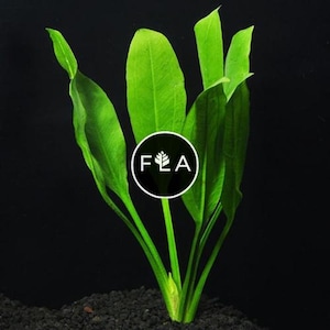 BUY 2 GET 1 FREE Large! Amazon Sword (Echinodorus amazonicus)-Easy Live Aquarium Pond Aquatic Plant