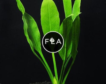 BUY 2 GET 1 FREE Large! Amazon Sword (Echinodorus Amazonicus)-Easy Live Aquarium Pond Aquatic Plant