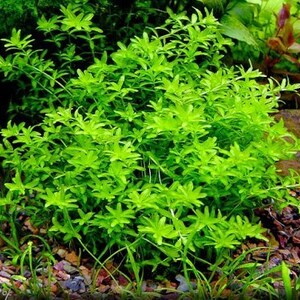 BUY 2 GET 1 FREE Pearlweed Hemianthus MicranthemoidesEasy Live Aquarium Pond Aquatic Plant image 5