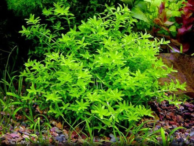 BUY 2 GET 1 FREE Pearlweed Hemianthus MicranthemoidesEasy Live Aquarium Pond Aquatic Plant image 5