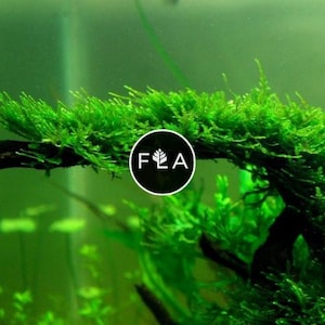 BUY 2 GET 1 FREE Christmas Moss (Vesicularia Montagnei)-Easy Live Aquarium Pond Aquatic Plant