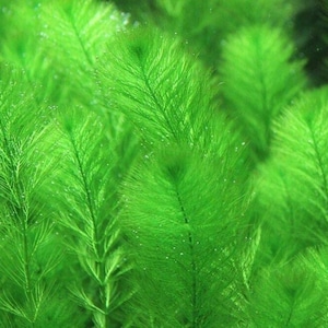 Green Foxtail (Myriophyllum pinnatum) prefers moderate to high lighting conditions. Its feathery foliage responds well to bright light, promoting faster growth and creating a dense, bushy appearance in aquariums.