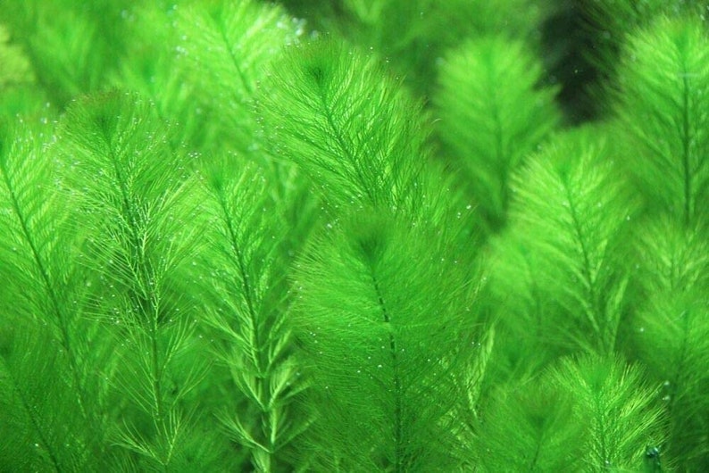 Green Foxtail (Myriophyllum pinnatum) prefers moderate to high lighting conditions. Its feathery foliage responds well to bright light, promoting faster growth and creating a dense, bushy appearance in aquariums.