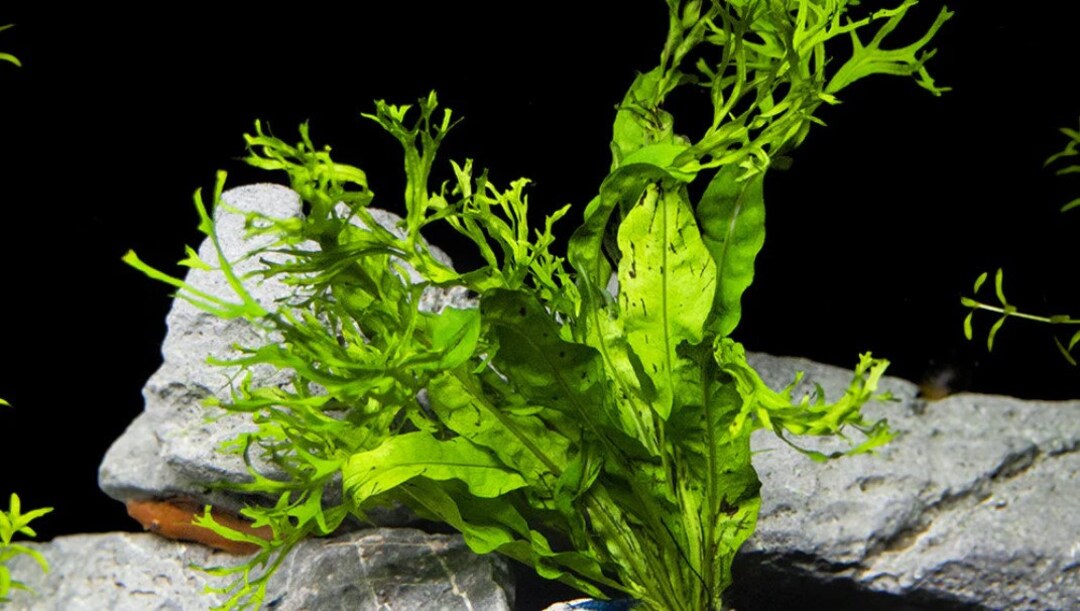 BUY 2 GET 1 FREE Java Fern windelov lacey Java Ferneasy Live Aquarium