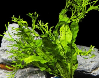 BUY 2 GET 1 FREE Java Fern "Windelov" (Lacey Java Fern)-Easy Live Aquarium Pond Aquatic Plant