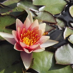BUY 2 GET 1 FREE Nymphaea &#39;Sioux&quot; Water Lily (Full Grown Plant)!-Easy Live Aquarium Pond Aquatic Plant