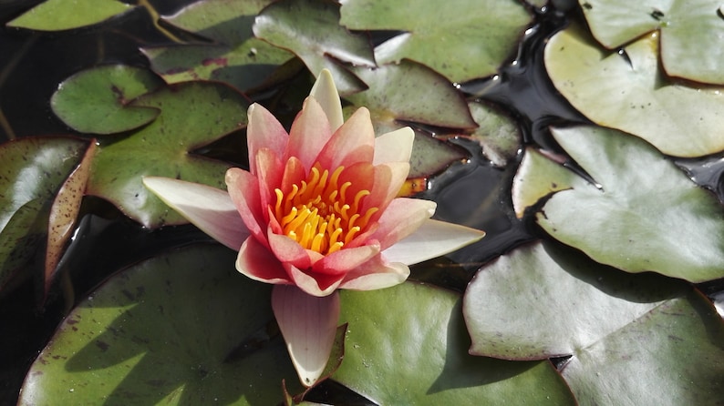 Puede incluir: Un nen&uacute;far rosa y blanco con un centro amarillo florece en un estanque rodeado de nen&uacute;fares verdes.