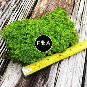 BUY 2 GET 1 FREE Plants on Mats! Dwarf Baby Tears (Hemianthus Callitrichoides) on Weighted Mat-Easy Live Aquarium Pond Aquatic Plant