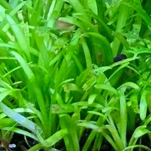 BUY 2 GET 1 FREE Dwarf Sagittaria Sagittaria Subulata, Narrow-leaved arrowheadEasy Live Aquarium Pond Aquatic Plant image 7