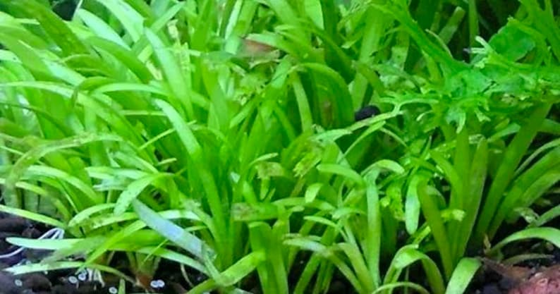 BUY 2 GET 1 FREE Dwarf Sagittaria Sagittaria Subulata, Narrow-leaved arrowheadEasy Live Aquarium Pond Aquatic Plant image 7