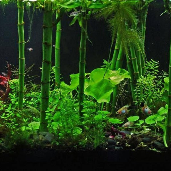 6 Inch Lucky Bamboo (Dracaena Sanderiana)-Easy Live Aquarium Pond Aquatic Plant