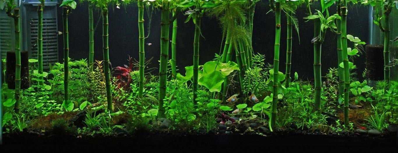 6 Inch Lucky Bamboo dracaena Sanderianaeasy Live Aquarium Etsy Singapore