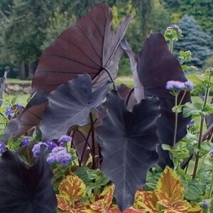 This plant is a moisture lover, thriving in areas with high humidity. It can also be planted in shallow water, making it a great choice for pond edges or bog gardens where it adds both texture and height.