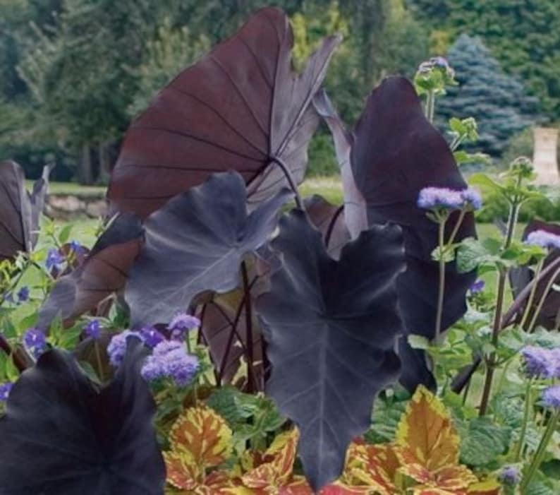 This plant is a moisture lover, thriving in areas with high humidity. It can also be planted in shallow water, making it a great choice for pond edges or bog gardens where it adds both texture and height.