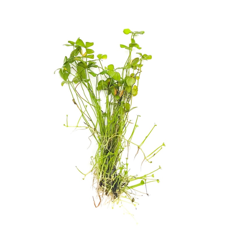 BUY 2 GET 1 FREE Dwarf 4-Leaf Water Clover Marsilea CrenataEasy Live Aquarium Pond Aquatic Plant image 3