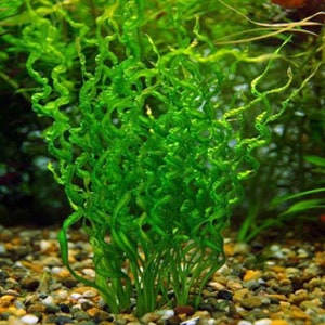 BUY 2 GET 1 FREE Corkscrew Sword Echinodorus VesuviusEasy Live Aquarium Pond Aquatic Plant image 4