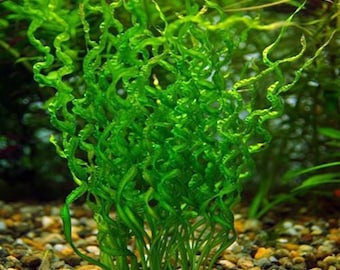 BUY 2 GET 1 FREE Corkscrew Sword! (Echinodorus Vesuvius)-Easy Live Aquarium Pond Aquatic Plant