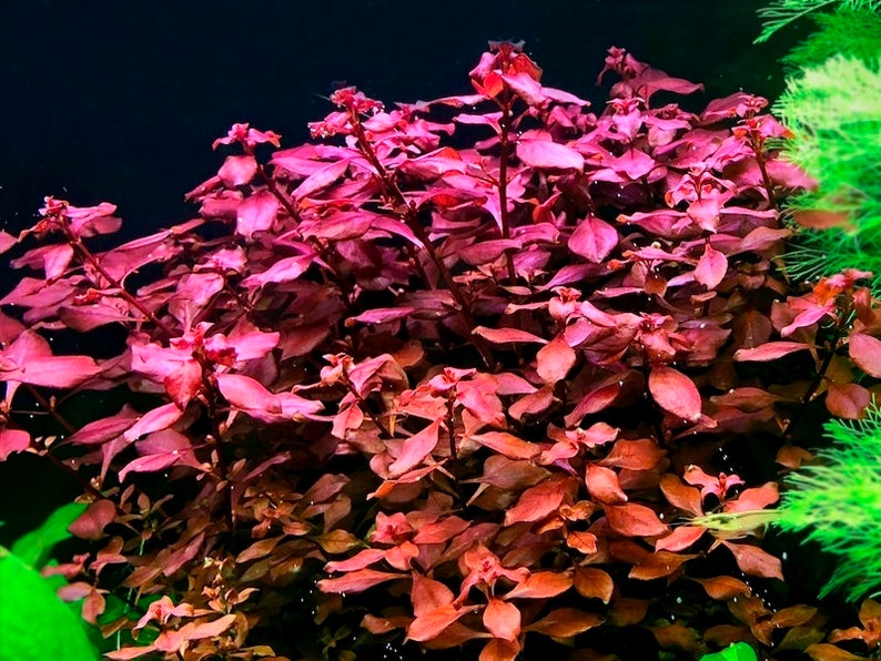 BUY 2 GET 1 FREE Ludwigia Super Red MiniEasy Live Aquarium Pond Aquatic Plant image 4