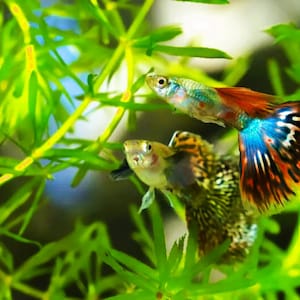 BUY 2 GET 1 FREE Guppy Grass (Najas guadalupensis)-Easy Live Aquarium Pond Aquatic Plant