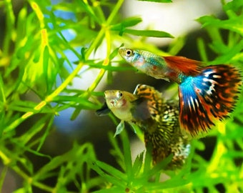 BUY 2 GET 1 FREE Guppy Grass (Najas guadalupensis)-Easy Live Aquarium Pond Aquatic Plant