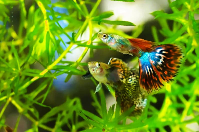 Guppy Grass (Najas Guadalupensis) is a fast-growing aquatic plant known for its thin, branching stems and delicate leaves. It's an excellent choice for aquariums, providing a lush, natural environment for fish, especially fry, to hide and thrive.